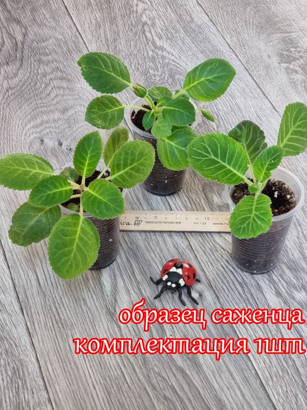Детки глоксиний ОБРАЗЕЦ — изображение 2
