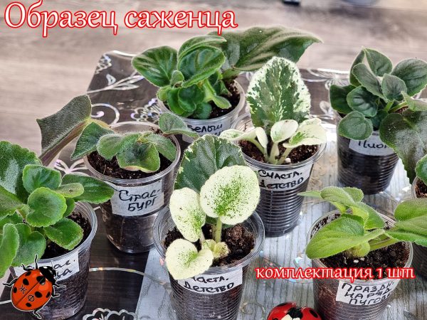 Укор.лист фиалки ОБРАЗЕЦ