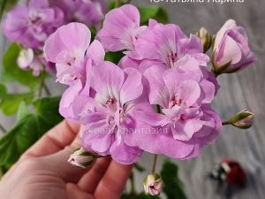 Ю-Татьяна Ларина (зонартик)