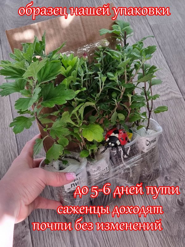 Саженцы хризантем ОБРАЗЕЦ — изображение 3