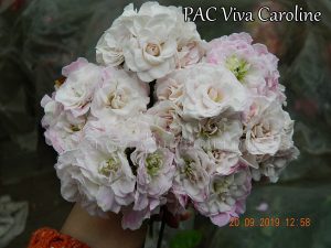 Pac Viva Caroline(плющелистная)