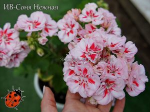 ИВ-Соня Нежная