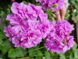 Toscana Teske(плющелистная)