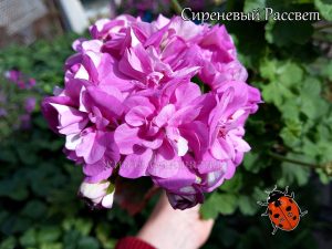 Сиреневый Рассвет