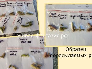 Ризомы ахименесов ОБРАЗЕЦ