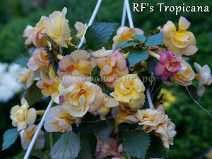 RF's Tropicana