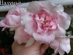 Шалунья(клубенек 2-3см)