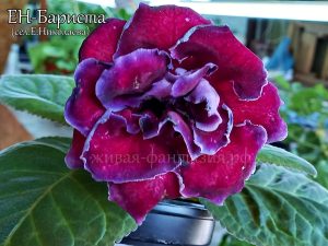 Бариста(клубенек 2-3см)