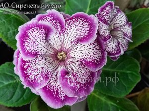 АО-Сиреневый Муар(клубенек 2-3см)