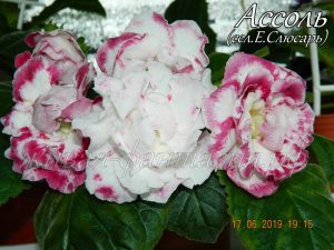 Ассоль(клубенек 2-3см)