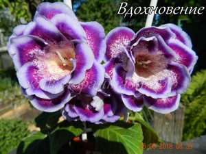 ЛаВ-Вдохновение(клубенек 2-3см)