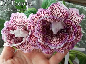 ЕС-Глория(клубенек 2-3см)