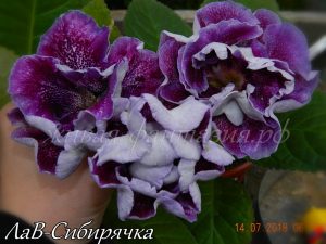 ЛаВ-Сибирячка(клубенек 2-3см)