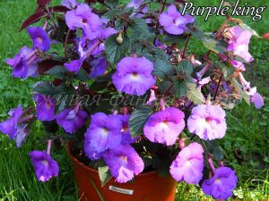 Purple King
