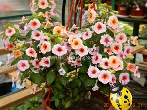 Yellow Queen Hy Apricos