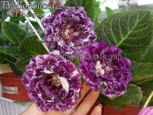 Волошка-2(клубенек 2-3см)