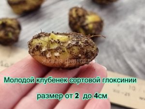 Клубеньки глоксиний ОБРАЗЕЦ