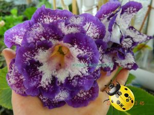 Шаганэ(клубенек 2-3см)