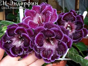 ЕН-Эндорфин(клубенек 2-3см)