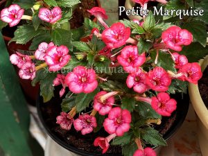 Petite Marquise(сорт мини)