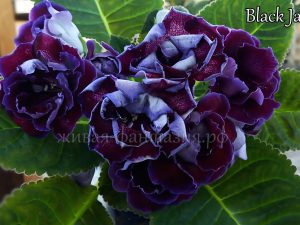 Black Jack (клубенек 2-3см)