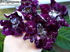 ЕН-Пурпурная Мантия(клубенек 2-3см)