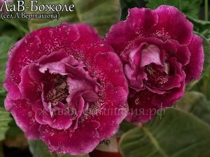 ЛаВ-Божоле (клубенек 2-3см)