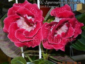 Драгоценная Диадема(клубенек 2-3см)