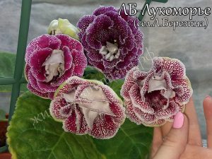 ЛБ-Лукоморье(клубенек 2-3см)