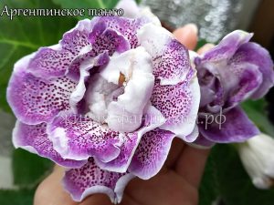 Аргентинское танго(клубенек 2-3см)