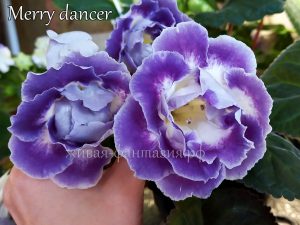 Merry Dancer(клубенек 2-3см)