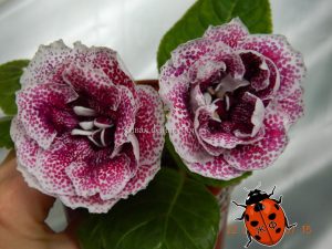 Зимняя вишня(клубенек 2-3см)