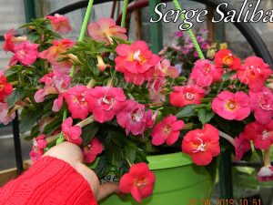 Serge Saliba