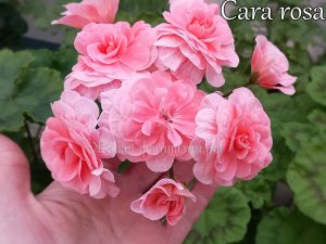 Cara Rosa (зонартик)