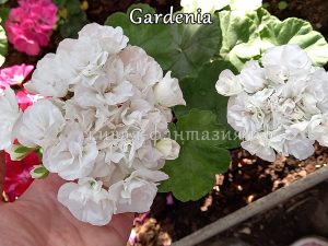 Gardenia
