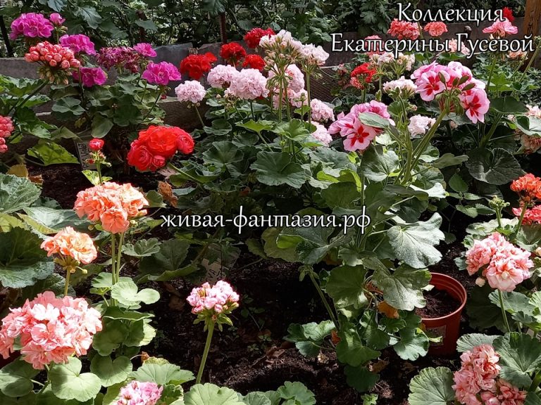 Наличие растений!