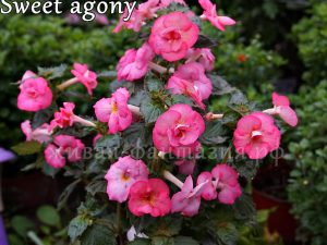 Sweet Agony