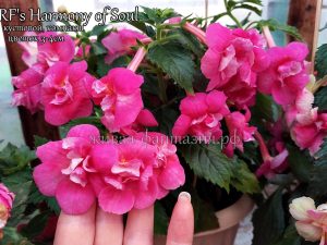 RF's Harmony of Soul