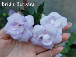 Brid's Barbara