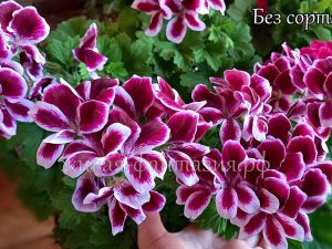 Королевская №1