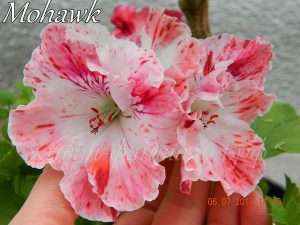 Mohawk (королевская)