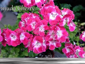 Pac Bermuda Cherry (корол.)
