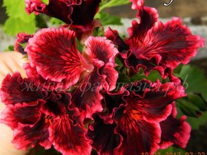 Rimfire (королевская)