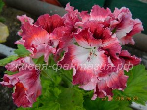 Turkish Coffee (королевская)