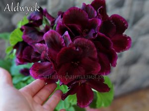 Aldwyck (королевская)