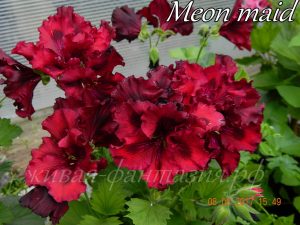 Meon maid (королевская)