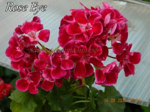 Rose Eye