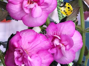 BriD's Antonia Fietz