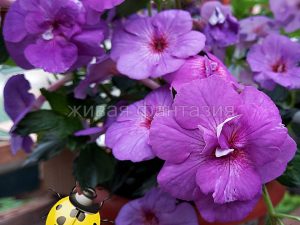 LiKo's Vera Valentina