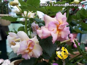 BriD's Tatiana Matijevic